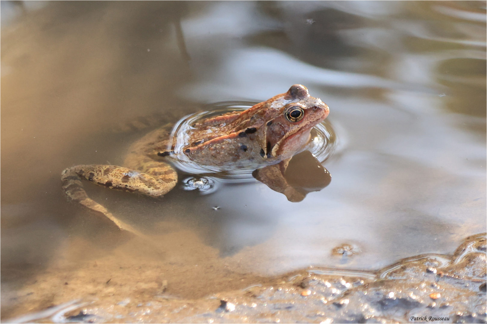 Sauvegarde des amphibiens