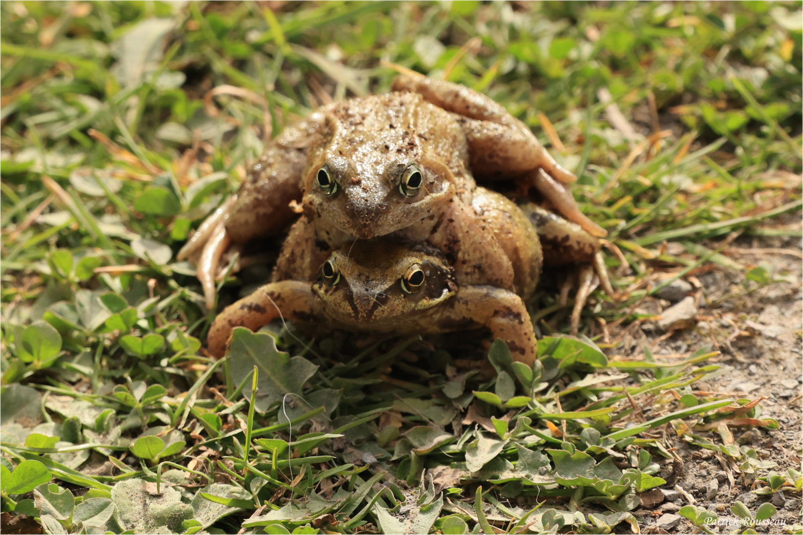 Amplexus de grenouilles