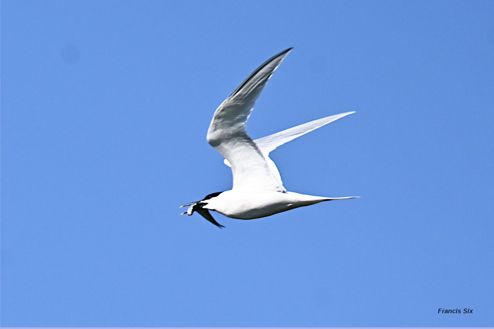 Sorties ornithologiques