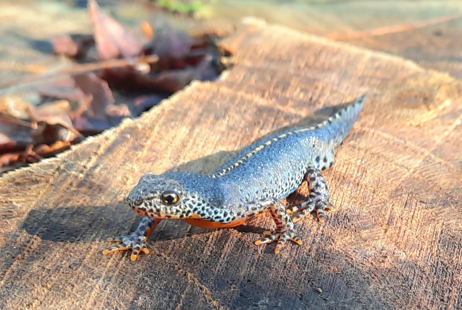 Triton alpestre