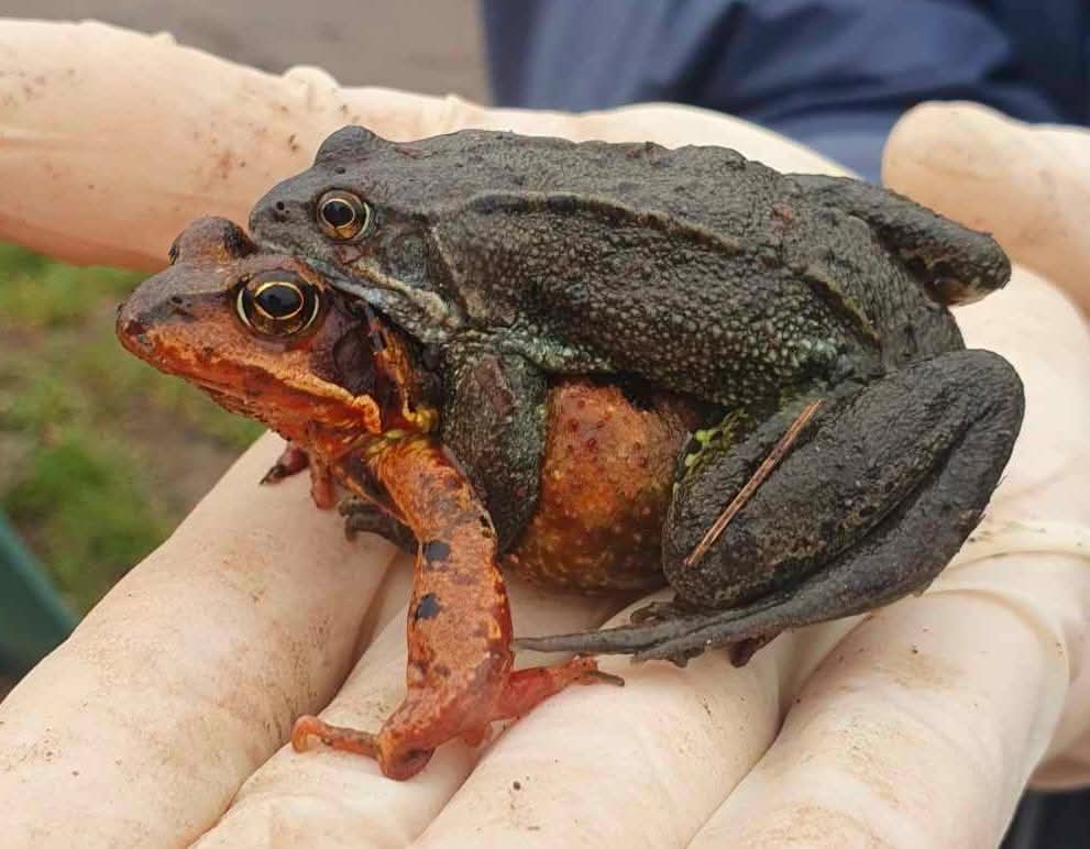 IMG-20250209-WA0002 Amplexus. Le mâle enserre la femelle grâce à ses pelotes