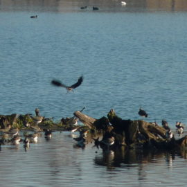 Prochaines sorties ornithologiques 2025