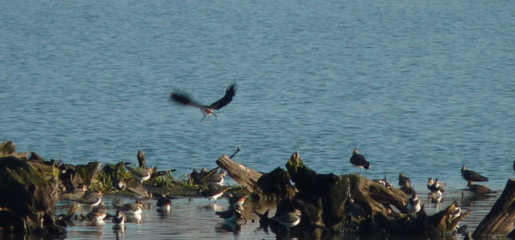 Prochaines sorties ornithologiques 2025 Prochaines sorties ornithologiques 2025