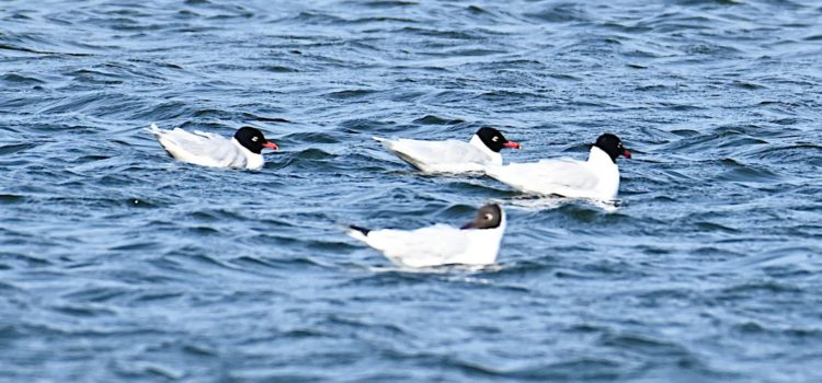 Prochaines sorties ornithologiques 2026