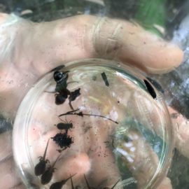 POP Amphibiens en forêt de Phalempin