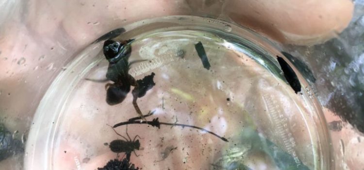 POP Amphibiens en forêt de Phalempin