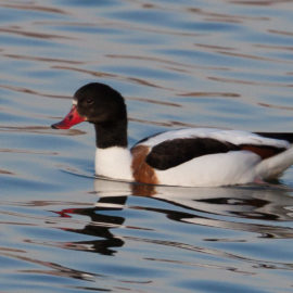 Prochaines sorties ornithologiques 2026