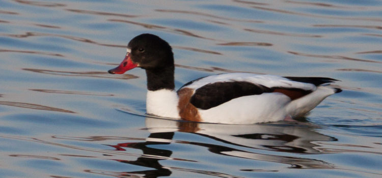 Prochaines sorties ornithologiques 2026