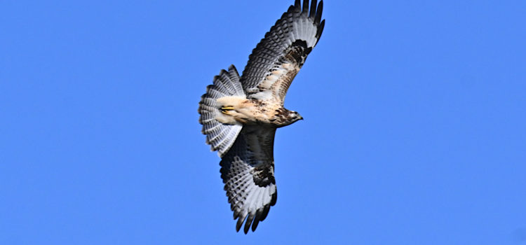 Les sorties ornithologiques de septembre 2025