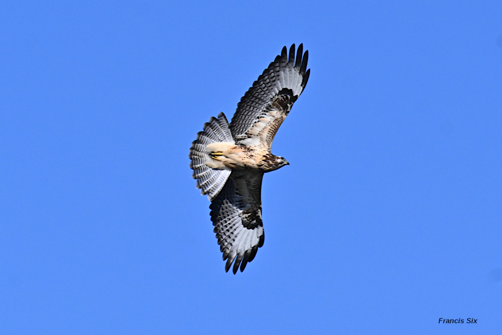 Sorties ornithologiques