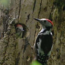 Premières sorties ornithologiques 2026