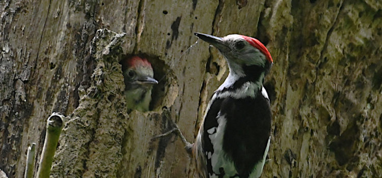 Premières sorties ornithologiques 2026