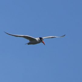 Dernières sorties ornithologiques 2025