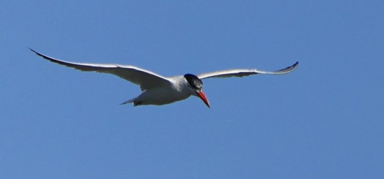 Dernières sorties ornithologiques 2025 Dernières sorties ornithologiques 2025