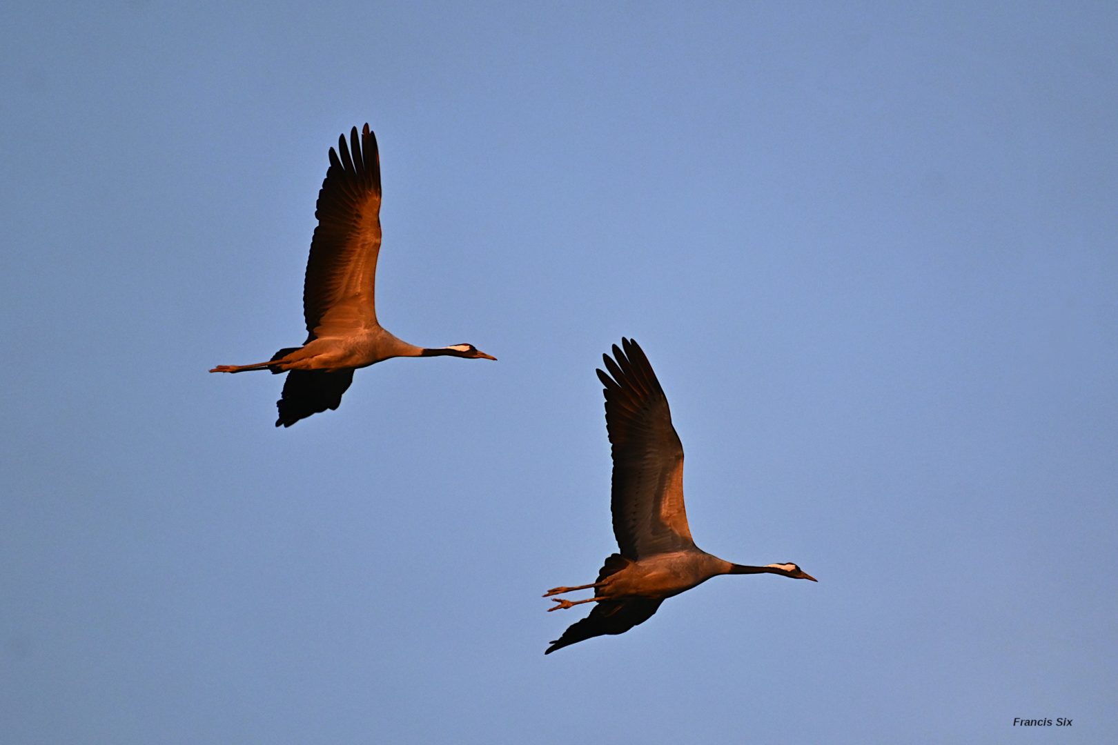 grues cendrées en migration