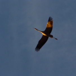 Migration des grues cendrées