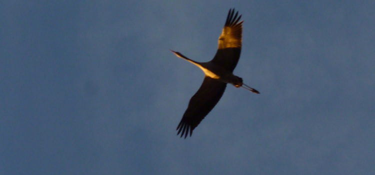 Migration des grues cendrées Migration des grues cendrées