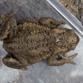 2026 : Suivi hebdomadaire du comptage d&rsquo;amphibiens récupérés par catégories