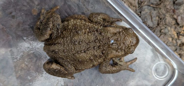 2026 : Suivi hebdomadaire du comptage d&rsquo;amphibiens récupérés par catégories