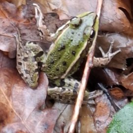 2026 : Suivi hebdomadaire du comptage d&rsquo;amphibiens récupérés par catégories