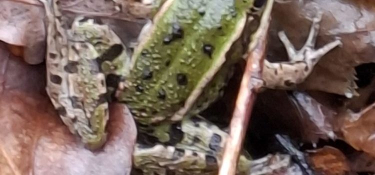 2026 : Suivi hebdomadaire du comptage d&rsquo;amphibiens récupérés par catégories