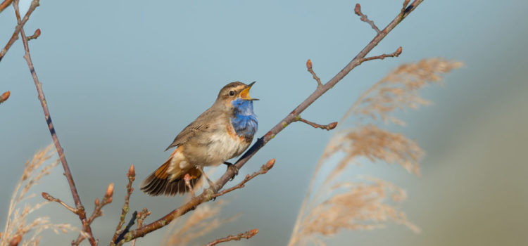 Prochaines sorties ornithologiques 2026