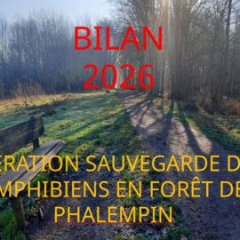 Bilan de l&rsquo;opération de la sauvegarde des amphibiens