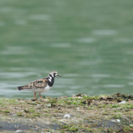 MAI : Le mois des surprises ornitho