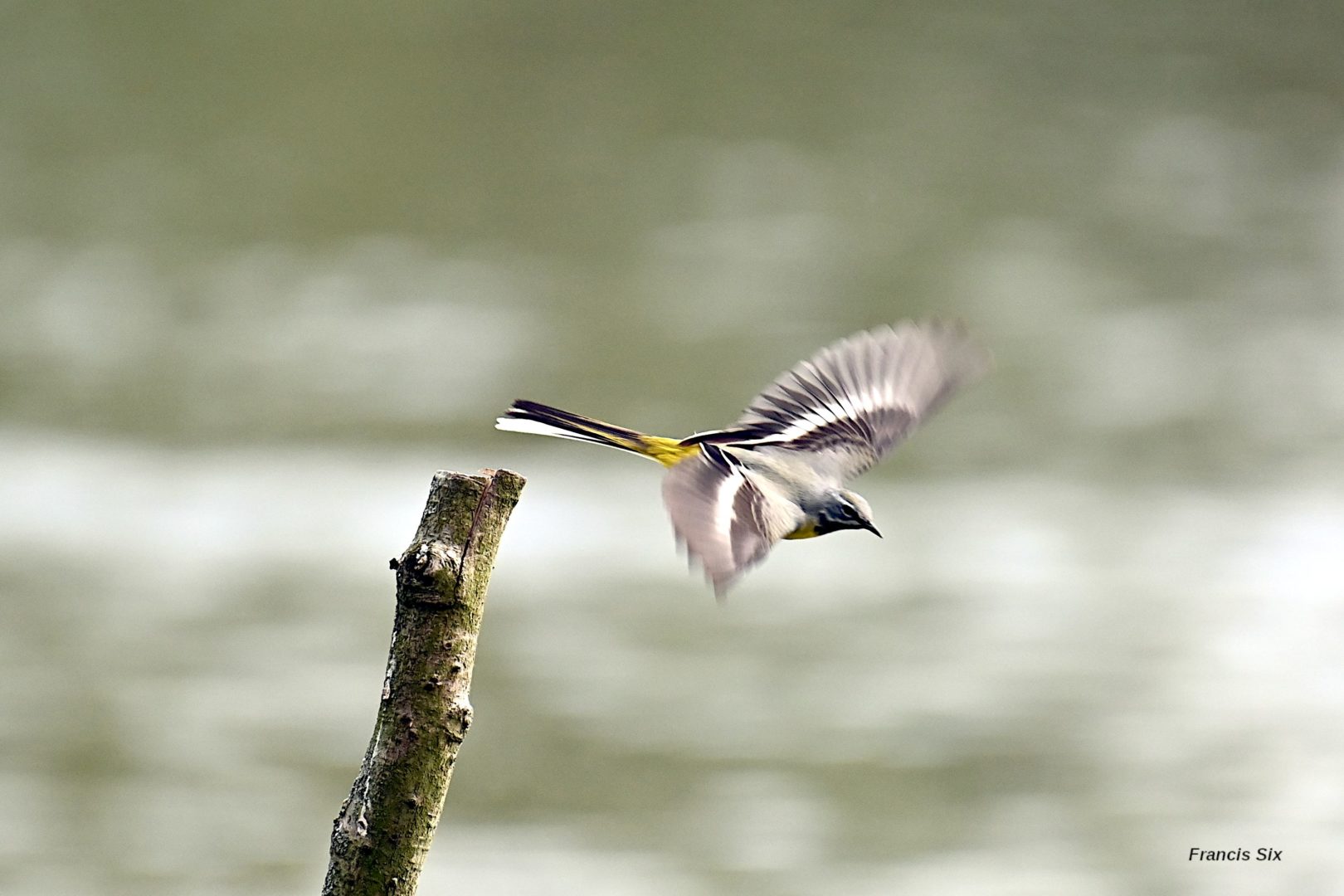 Bergeronnette des ruisseaux