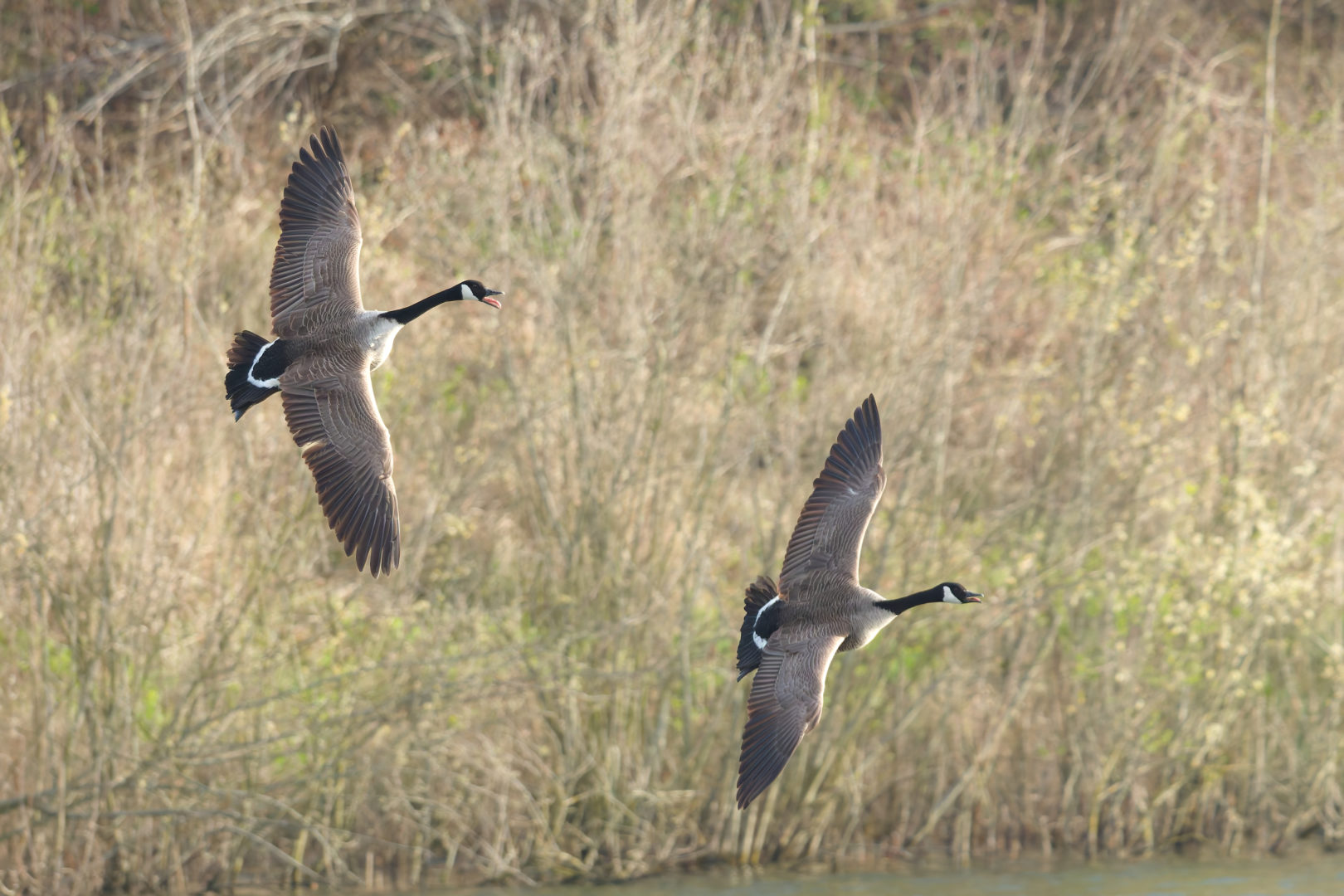 Sorties ornithologiques