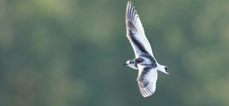 Les oiseaux : sortie ornithologique d&rsquo;octobre