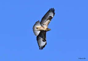 Buse variable