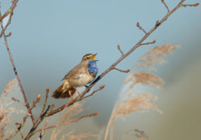 Gorge_bleue_5tailles1