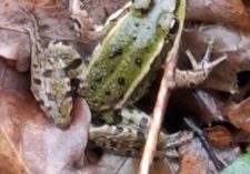 grenouille verte : yeux rapprochés et lignes parallèles