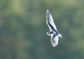 Mouette-pygmee2