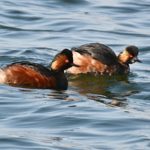 couple grebes cou noir Grèbes cou noir