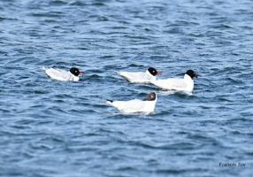 Mouettes mélanocéphales