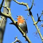 rouge gorge familier chant rouge gorge familier chant
